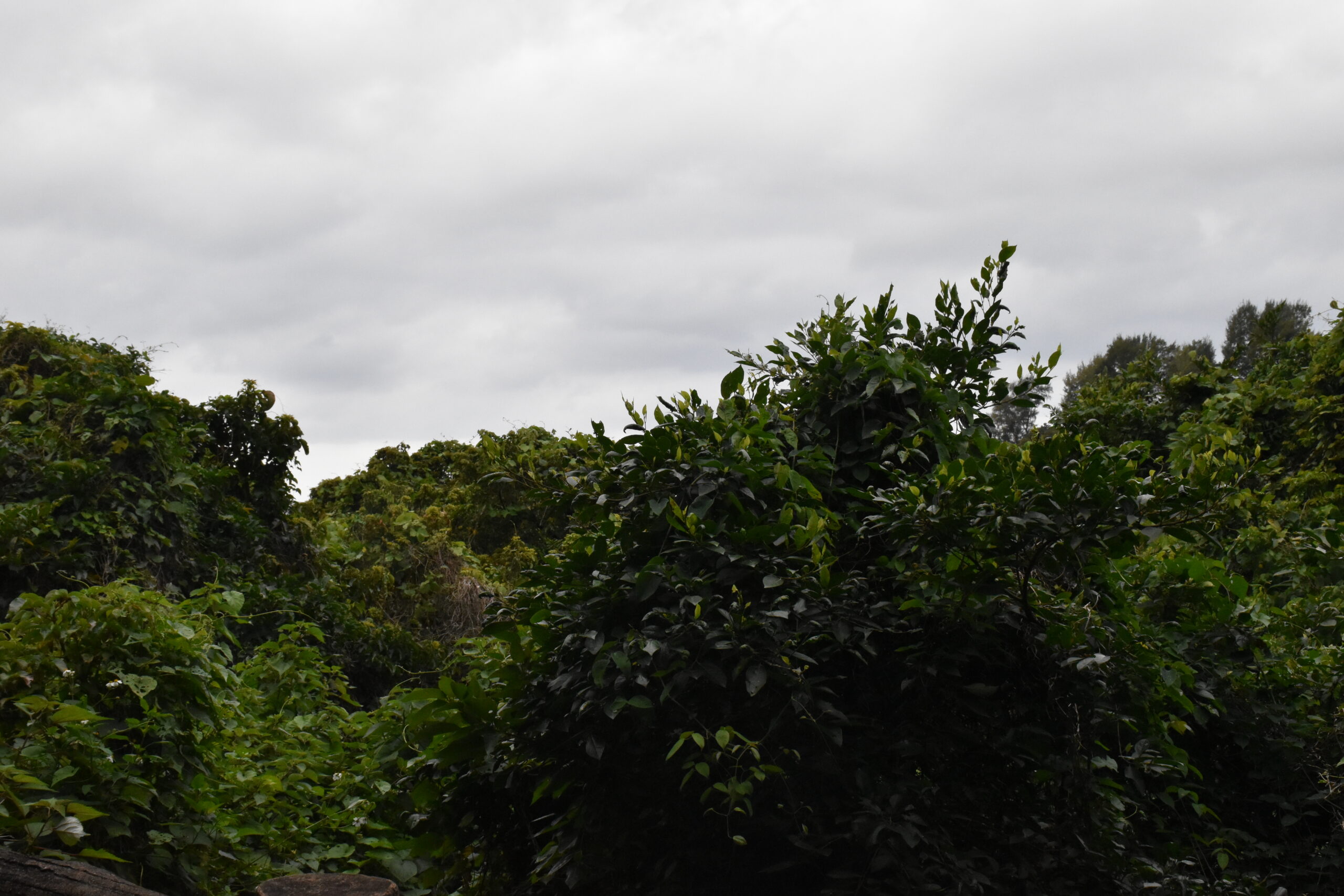 那覇市末吉公園