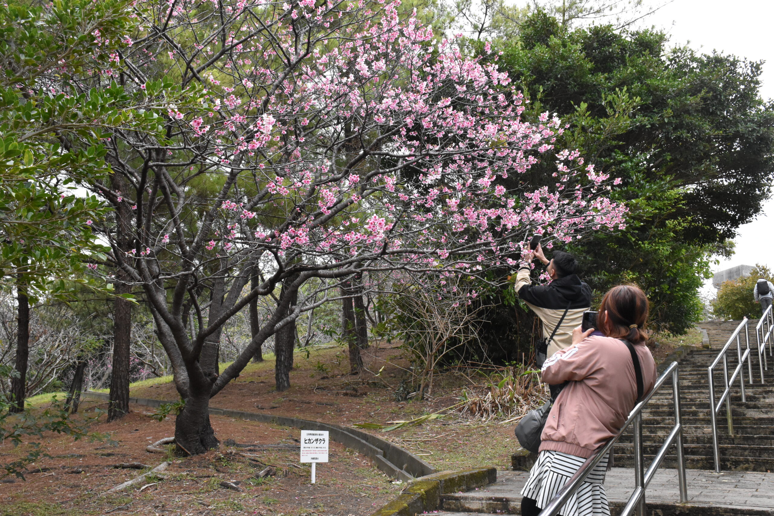 那覇市末吉公園にあるヒカンザクラ沖縄気象台生物季節観測用の標本木
