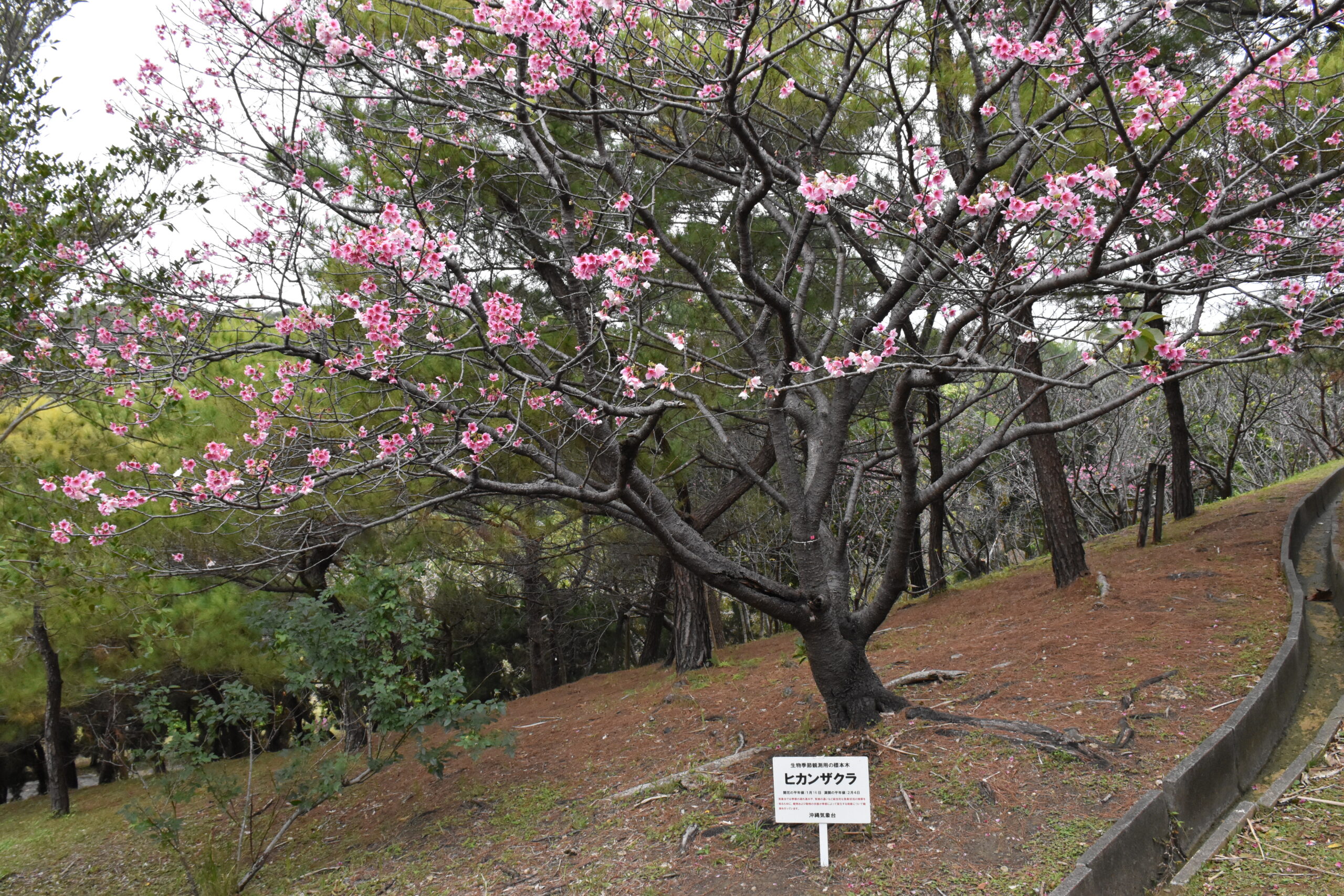 那覇市末吉公園にあるヒカンザクラ沖縄気象台生物季節観測用の標本木