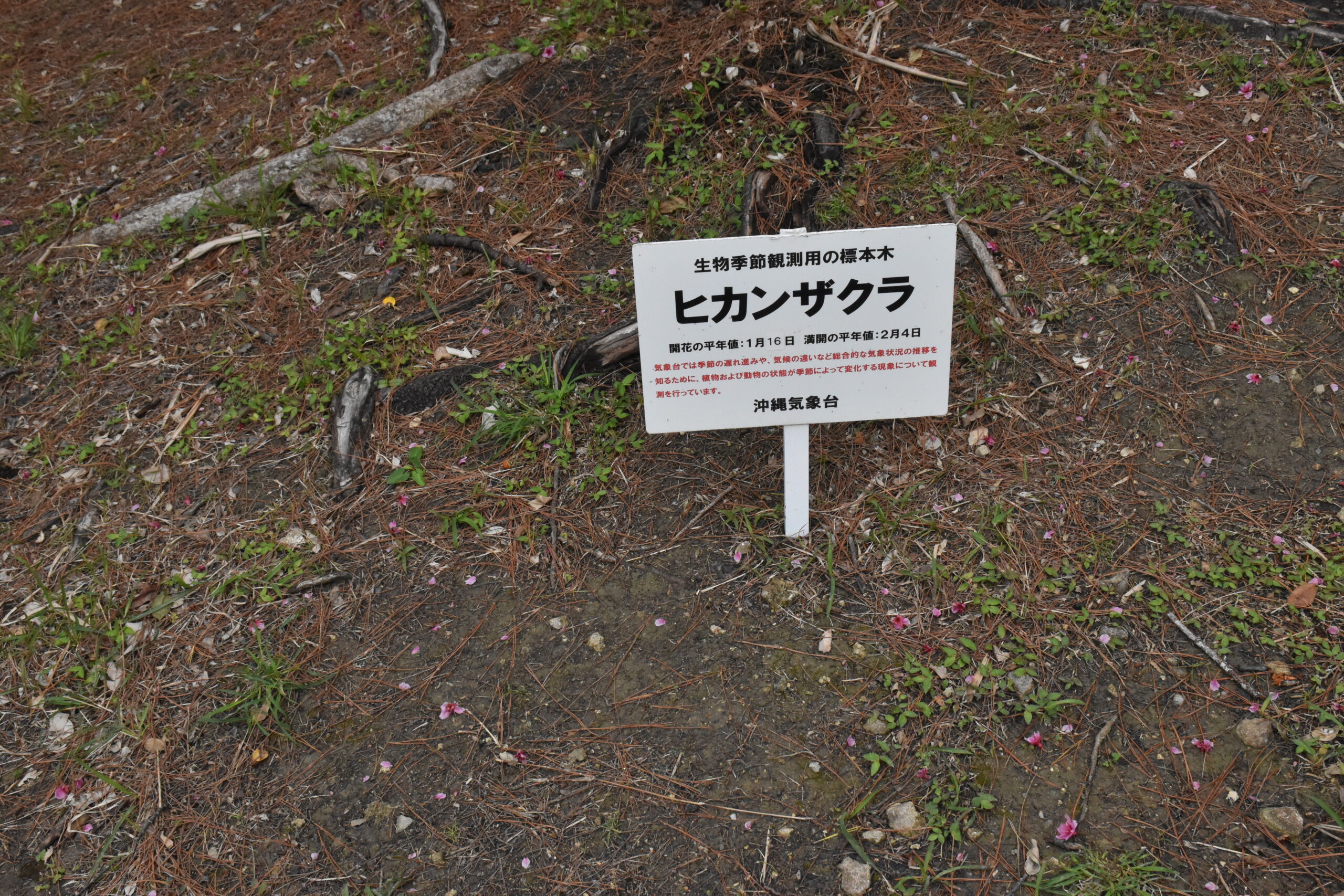 那覇市末吉公園にあるヒカンザクラ沖縄気象台生物季節観測用の標本木